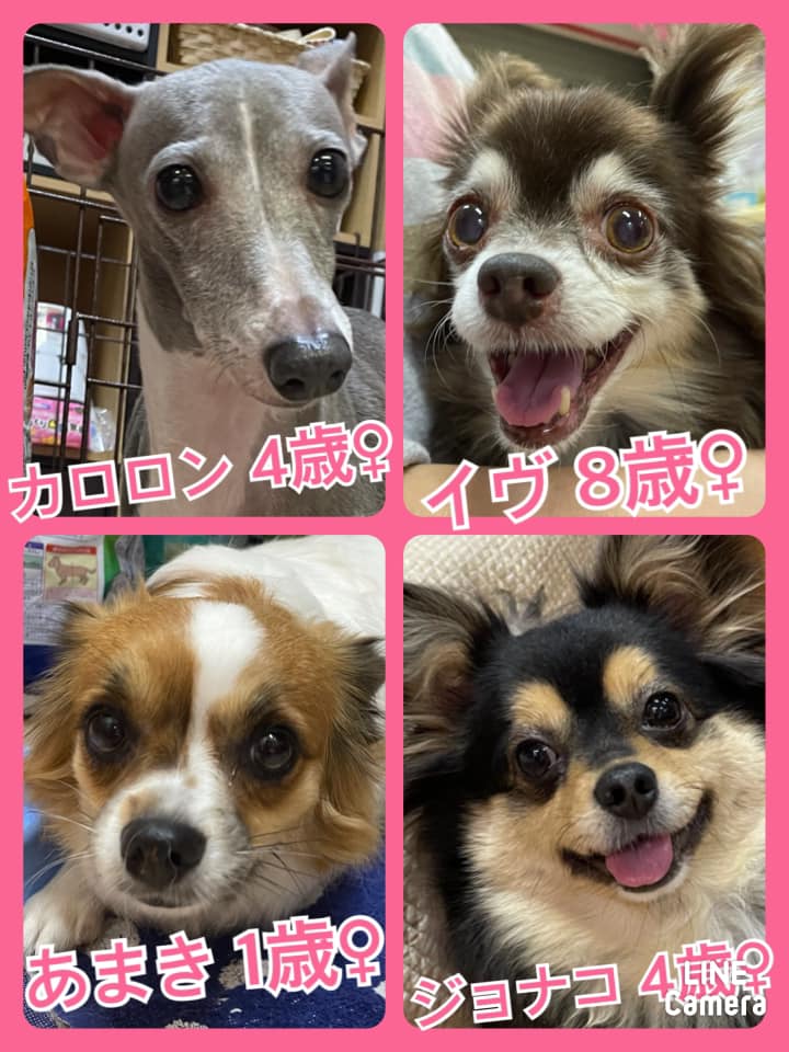 🐾今日の里親様募集中ワンコ🐶メンバーです🐾2021,4,29